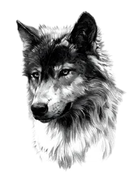 Yırtıcılar ★ Asil Kurt Modeli (Geçici Dövme)