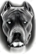 Evciller ★ Pitbull Köpek (Geçici Dövme)